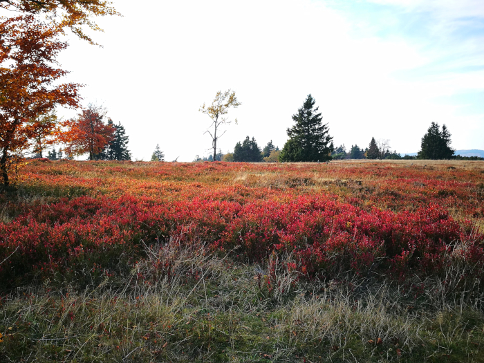 Blog Sauerland Kahler Asten Herbst