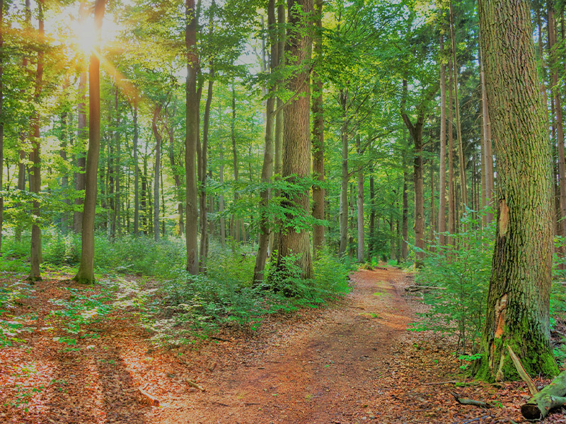 Wald Sonne